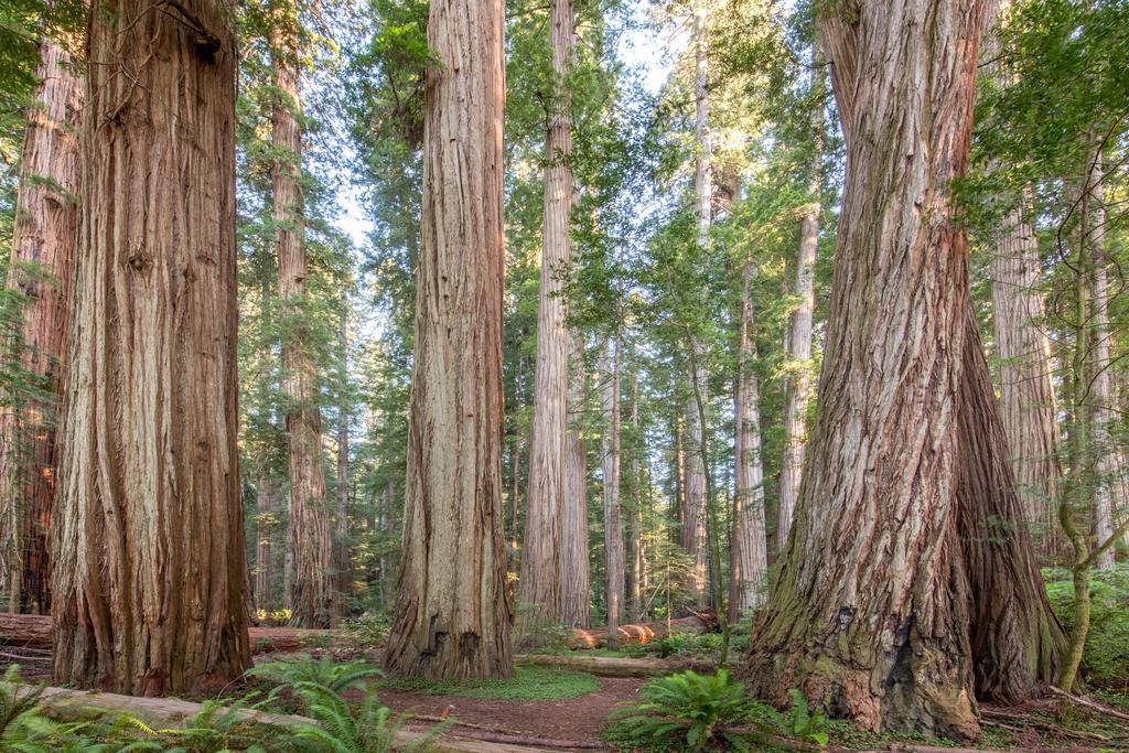 Redwood Inn Crescent City Bagian luar foto
